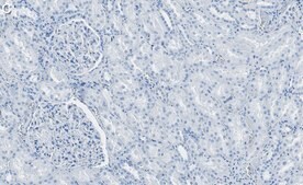 Anti-Cathepsin B Antibody, clone 1G7 ZooMAb® Rabbit Monoclonal recombinant, expressed in HEK 293 cells