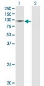 Monoclonal Anti-UMOD antibody produced in mouse clone 3F10, purified immunoglobulin, buffered aqueous solution