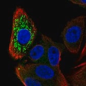 Anti-ZNFX1 antibody produced in rabbit Prestige Antibodies&#174; Powered by Atlas Antibodies, affinity isolated antibody, buffered aqueous glycerol solution