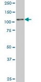 Monoclonal Anti-ZNF31 antibody produced in mouse clone 3G7, purified immunoglobulin, buffered aqueous solution
