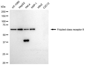 Anti Frizzled class receptor 8 Antibody, clone 23GB5470, Rabbit Monoclonal clone 23GB5470, recombinant rabbit monoclonal, expressed in HEK293 cells