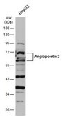 Anti-ANGPT2 antibody produced in rabbit affinity isolated antibody, buffered aqueous solution
