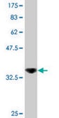 Monoclonal Anti-DDX56, (C-terminal) antibody produced in mouse clone 6B9, purified immunoglobulin, buffered aqueous solution