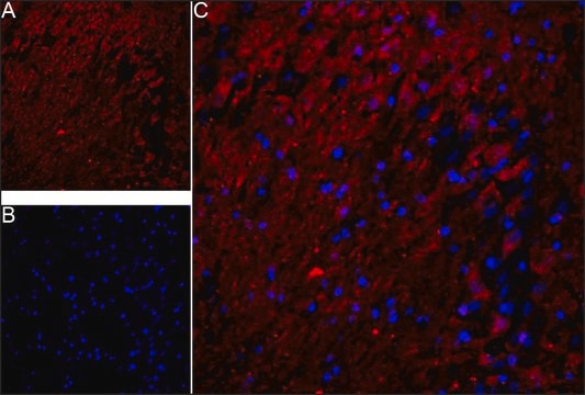 Anti-APP (N-terminal region) antibody produced in rabbit IgG fraction of antiserum