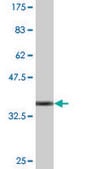 Monoclonal Anti-TRIM26 antibody produced in mouse clone 1G3, purified immunoglobulin, buffered aqueous solution