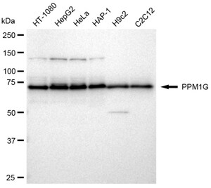 KD-Validated Anti PPM1G Antibody, clone 23GB2590, Rabbit Monoclonal clone 23GB2590, recombinant rabbit monoclonal, expressed in HEK293 cells
