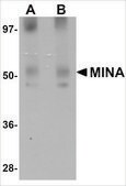 Anti-MINA antibody produced in rabbit affinity isolated antibody, buffered aqueous solution