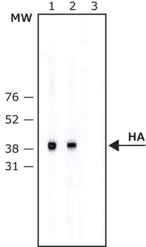 Anti-HA-Biotin antibody, Mouse monoclonal clone HA-7, purified from hybridoma cell culture