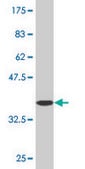 Monoclonal Anti-GLRA1 antibody produced in mouse clone 2E7, purified immunoglobulin, buffered aqueous solution