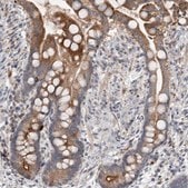 Anti-FAM83G antibody produced in rabbit Prestige Antibodies&#174; Powered by Atlas Antibodies, affinity isolated antibody, buffered aqueous glycerol solution, Ab1