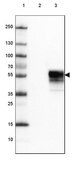Monoclonal Anti-PDCD1 antibody produced in mouse Prestige Antibodies® Powered by Atlas Antibodies, clone CL3624, purified immunoglobulin, buffered aqueous glycerol solution