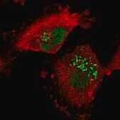 Anti-RPRD1A antibody produced in rabbit Prestige Antibodies&#174; Powered by Atlas Antibodies, affinity isolated antibody, buffered aqueous glycerol solution