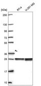 Anti-Hmgb1 Antibody Produced In Rabbit Prestige Antibodies® Powered by Atlas Antibodies, affinity isolated antibody, buffered aqueous glycerol solution