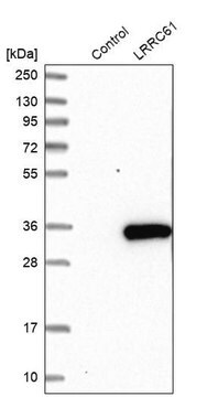 Anti-LRRC61 antibody produced in rabbit Prestige Antibodies&#174; Powered by Atlas Antibodies, affinity isolated antibody, buffered aqueous glycerol solution