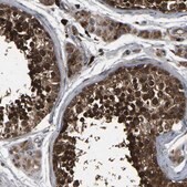 Anti-CRYZL1 antibody produced in rabbit Prestige Antibodies&#174; Powered by Atlas Antibodies, affinity isolated antibody, buffered aqueous glycerol solution