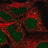 Anti-ZNF266 antibody produced in rabbit Prestige Antibodies&#174; Powered by Atlas Antibodies, affinity isolated antibody, buffered aqueous glycerol solution