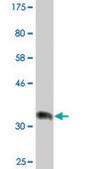 Monoclonal Anti-RBBP9, (C-terminal) antibody produced in mouse clone 2A11, ascites fluid