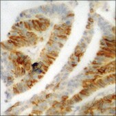 Anti-phospho-STAT5A/B (pSer725/730) antibody produced in rabbit affinity isolated antibody