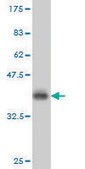 Monoclonal Anti-PRKCD, (C-terminal) antibody produced in mouse clone 6A2, purified immunoglobulin, buffered aqueous solution