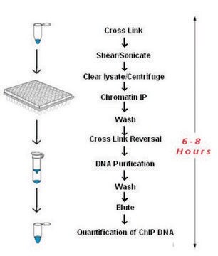 Imprint&#174; RNA免疫沉淀试剂盒 Complete ChIP reaction in 6 hours in flexible strip well format