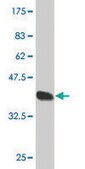 Monoclonal Anti-CLEC4M antibody produced in mouse clone 2G1, purified immunoglobulin, buffered aqueous solution