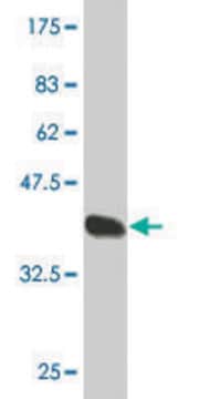 Monoclonal Anti-CLEC4M antibody produced in mouse clone 2G1, purified immunoglobulin, buffered aqueous solution