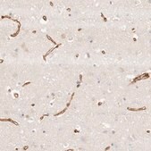 Anti-TMTC2 antibody produced in rabbit Prestige Antibodies&#174; Powered by Atlas Antibodies, affinity isolated antibody, buffered aqueous glycerol solution, ab1
