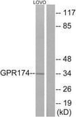 Anti-GPR174 antibody produced in rabbit affinity isolated antibody