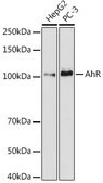 Anti-AHR Antibody, clone 1B10E5, Rabbit Monoclonal