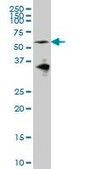 Monoclonal Anti-EYA2 antibody produced in mouse clone 2F8, purified immunoglobulin, buffered aqueous solution