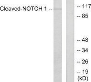 Anti-NOTCH1 (Cleaved-Val1754) antibody produced in rabbit affinity isolated antibody