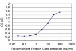 Monoclonal Anti-TP53RK antibody produced in mouse clone 2E8, purified immunoglobulin, buffered aqueous solution