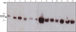 Monoclonal Anti-KHSRP antibody produced in mouse clone KS-8, purified immunoglobulin