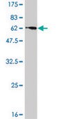 Monoclonal Anti-FKSG14 antibody produced in mouse clone 1G2-1B10, purified immunoglobulin, buffered aqueous solution