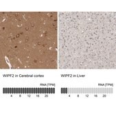 Anti-WIPF2 antibody produced in rabbit Prestige Antibodies® Powered by Atlas Antibodies, affinity isolated antibody, buffered aqueous glycerol solution, Ab2