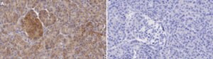 Anti-MAP3K14 Antibody, clone 2M16 ZooMAb® Rabbit Monoclonal recombinant, expressed in HEK 293 cells