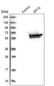 Anti-DPYS antibody produced in rabbit Prestige Antibodies&#174; Powered by Atlas Antibodies, affinity isolated antibody, buffered aqueous glycerol solution