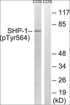 Anti-phospho-SHP-1 (pTyr564) antibody produced in rabbit affinity isolated antibody