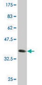 Monoclonal Anti-HSPC152 antibody produced in mouse clone 3E5, purified immunoglobulin, buffered aqueous solution