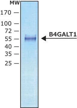 Beta-1,4-galactosyltransferase 1 B4GALT1 human recombinant, expressed in HEK 293 cells, 2000&#160;units/mg protein