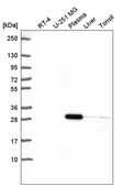 Anti-NKX2-5 antibody produced in rabbit Prestige Antibodies® Powered by Atlas Antibodies, affinity isolated antibody