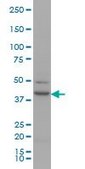 Monoclonal Anti-RUNX1 antibody produced in mouse clone 2C10, purified immunoglobulin, buffered aqueous solution