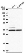 Anti-NAA35 antibody produced in rabbit Prestige Antibodies&#174; Powered by Atlas Antibodies, affinity isolated antibody
