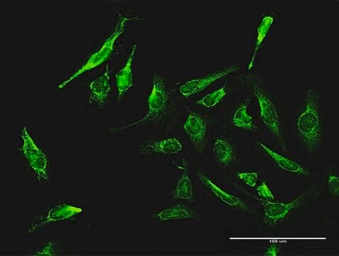 Anti-DAXX antibody produced in rabbit purified immunoglobulin, buffered aqueous solution