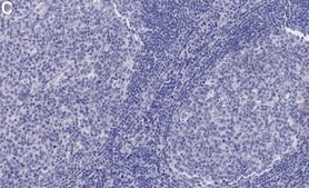 Anti-B7-H3/CD276 Antibody, clone 1D4 ZooMAb&#174; Rabbit Monoclonal recombinant, expressed in HEK 293 cells
