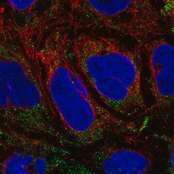 Anti-SLC25A46 antibody produced in rabbit Prestige Antibodies&#174; Powered by Atlas Antibodies, affinity isolated antibody