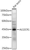 Anti-ALS2CR1 Antibody, clone 7R4J9, Rabbit Monoclonal