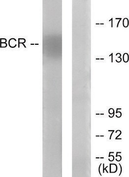 Anti-BCR antibody produced in rabbit affinity isolated antibody