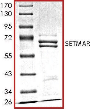 SETMAR, GST tagged human recombinant, expressed in baculovirus infected Sf9 cells, &#8805;70% (SDS-PAGE), buffered aqueous glycerol solution