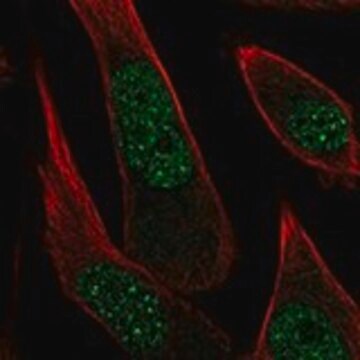 Anti-PPP2R3B antibody produced in rabbit Prestige Antibodies&#174; Powered by Atlas Antibodies, affinity isolated antibody, buffered aqueous glycerol solution